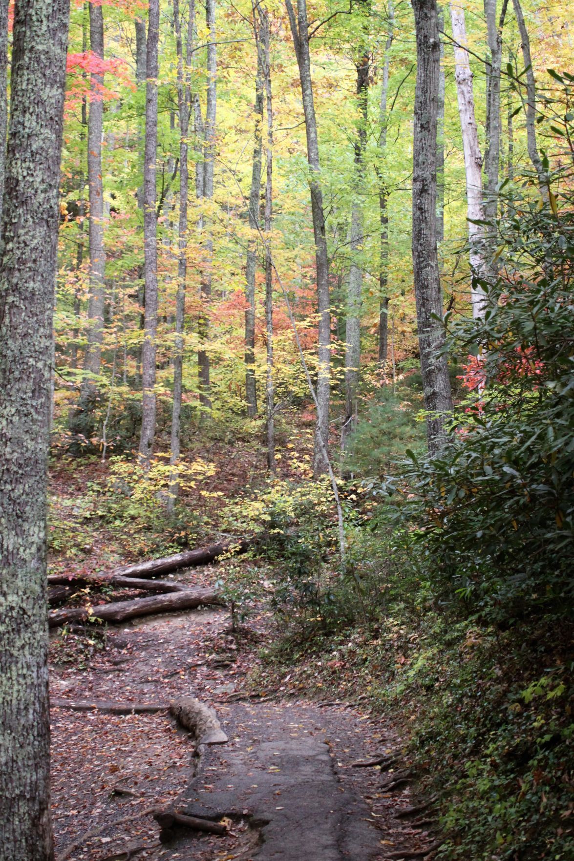 Smokies forest.JPG